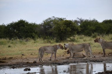 Vahşi Afrika aslanı.