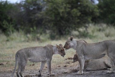 Savanadaki aslan ve dişi aslan.