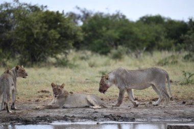 Afrika aslanları Güney Afrika 'daki Kruger parkında.