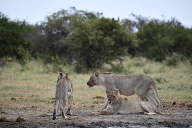 Kenya savanındaki aslan