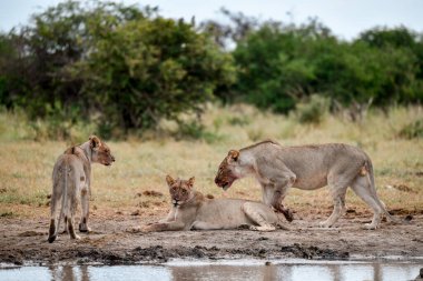Güney Afrika, Kruger Park 'taki aslan ailesi.