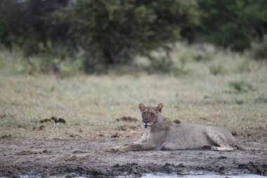 Güney Afrika 'daki Kruger parkında dişi aslan.