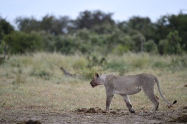 Afrika savanasındaki bir savanda dişi aslan.
