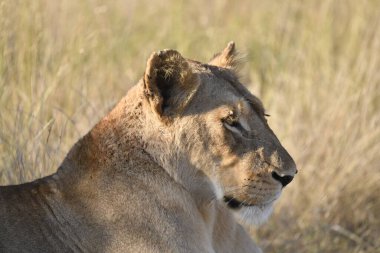 Parktaki dişi bir aslanın yakın plan fotoğrafı.