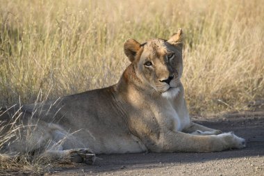 Güney Afrika 'daki Kruger parkında aslan var.