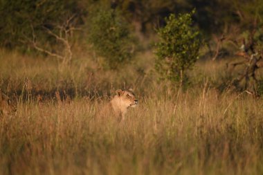 Afrika savanındaki vahşi aslanlar