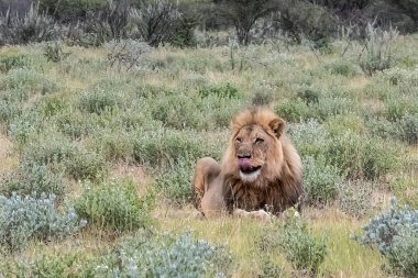 Kenya savanındaki aslan