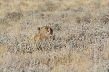 Aslan doğada saklanıyor.