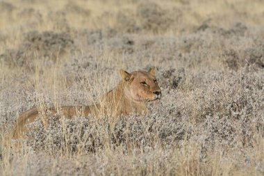 Aslan vahşi, Güney Afrika 'da