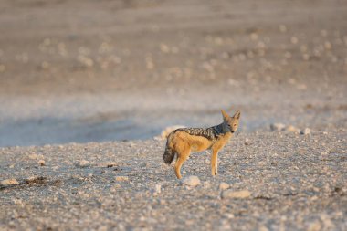 Kumlu bir çölün ortasında vahşi bir tilkinin güzel bir görüntüsü.