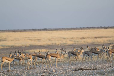 Vahşi doğada bir grup güzel geyik