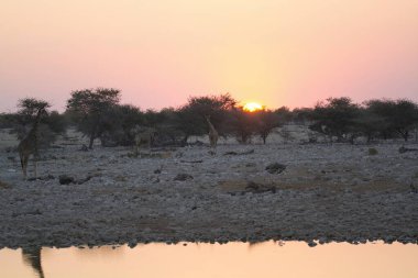 Gün batımında ormanda güzel bir ağaç görüntüsü.