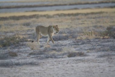 wild lion in the desert in namibia africa