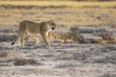 Namibya 'da dişi aslan.
