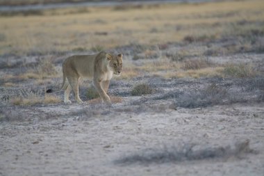 Savanadaki bir aslanın güzel bir resmi.