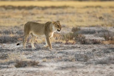 wild female lion in the desert in namibia