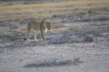 Çölde güzel bir dişi aslan.