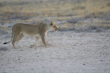 wild lion ( panthera leo ) walking in the etosha national park, namibia