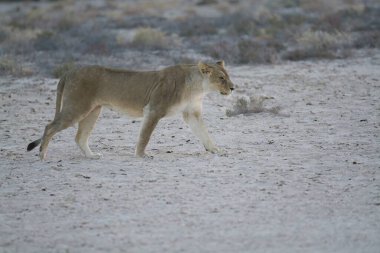 Çölde yürüyen dişi bir aslan.