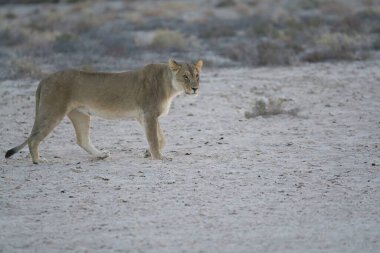 Vahşi beyaz aslan çölde yürüyor.