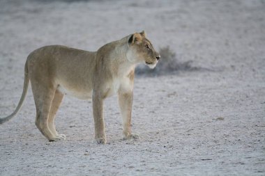 Dişi aslan, akşam ışığında kuru çimlerde yürüyor..