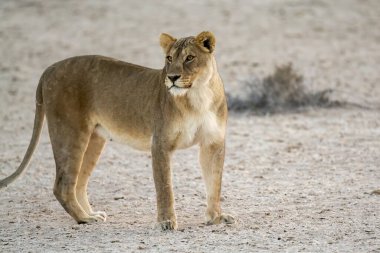 Namibya çölünde aslan