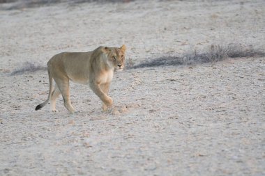 wild lion walking alone on the sand