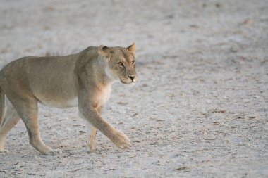 Aslan yerde yürüyor.