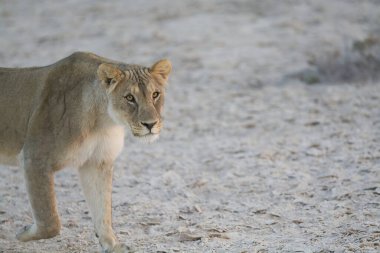 Karda dişi bir aslan..