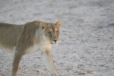Çölde beyaz bir aslan