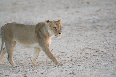Etoşa parkında aslan, namibya