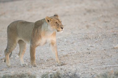 a male lioness in the desert, namibia