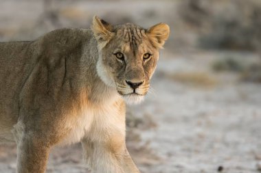 Aslan vahşi Afrika 'da