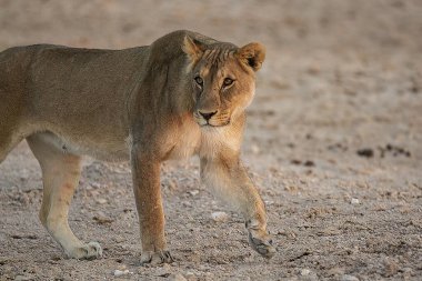 Güney Afrika 'daki Kruger Ulusal Parkı' nda aslan var.