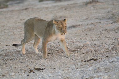 Vahşi Afrika aslanı çölün ortasında, Afrika 'nın ortasında.