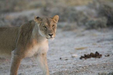 wild african lion ( panthera leo ) on the sand in etosha national park, namibia