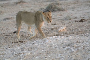 a beautiful wild lion in the desert of namibia