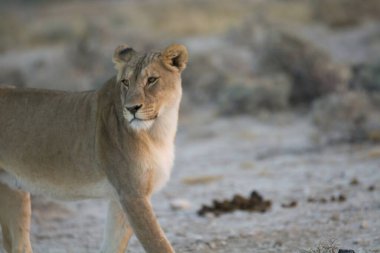 Etoşa Ulusal Parkı, Namibya 'da aslan