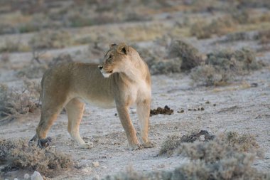 a female lion walking in the dry desert