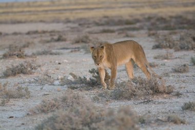 Etoşa Ulusal Parkı 'ndaki genç vahşi aslan Namibya