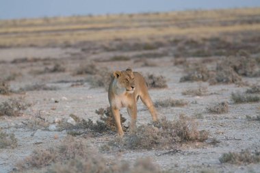 Savanadaki vahşi aslan