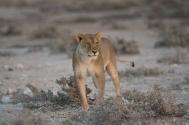 a wild white lion walks in the desert in namibia.