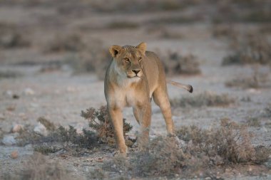Afrika Namibya 'da dişi aslan.