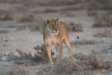 Etoşa Milli Parkı 'ndaki vahşi dişi aslan.