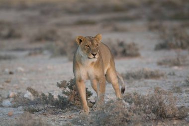 a wild white lion walking in the desert
