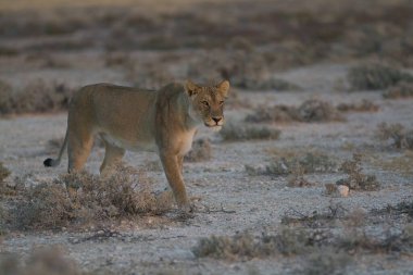 Çöldeki güzel aslan