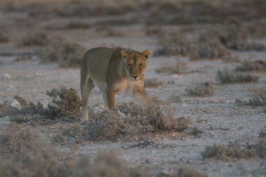 Çöldeki genç bir aslanın güzel bir fotoğrafı.