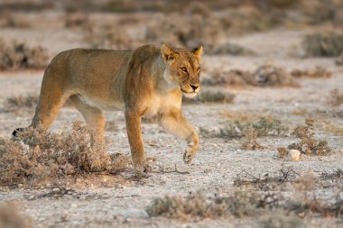 lion cub walking in the dry desert