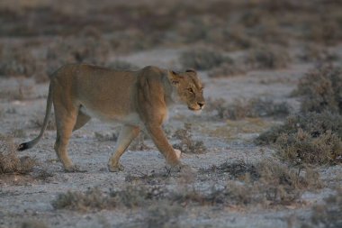 wild female lion walking on the dry grass in the etosha national park, africa.