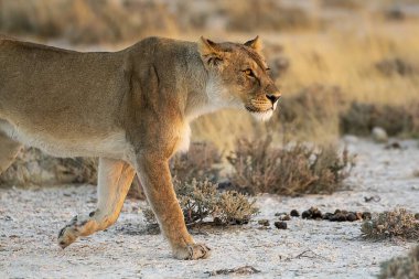 Savannah dişi aslan